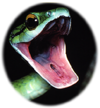 snakeHead, from a postcard bought in Costa Rica in 2002